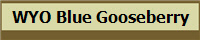 WYO Blue Gooseberry